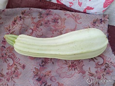 Отзыв о Семена кабачка белоплодного Аэлита "Грибовские 37" | Вырастает ...