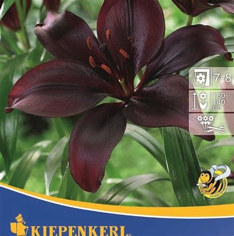 Asiatische Lilie Mapira - Kiepenkerl Lilium x Hybrida Mapira günstig kaufen