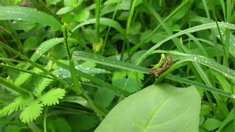 19 Common Garden Pests How To Get Rid Of Them