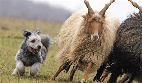 Пуми: Плюшевая взрывоопасность! Очаровательная собака с ушами чебурашки ...