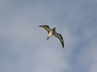 10 idées de Sauvez le Pétrel de Barau la reunion oiseaux marins