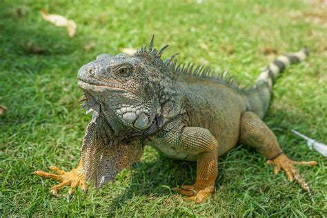 イグアナはペットにできる？種類や寿命、餌や飼い方について解説！｜ニフティ不動産