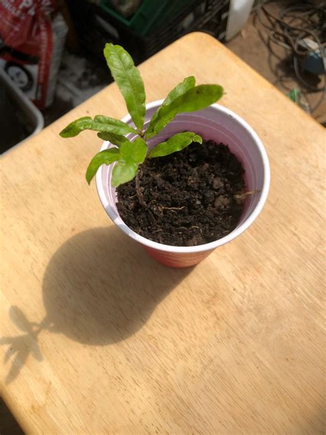 One Willow Oak Tree Seedling Etsy