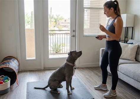 Pit Bull in Grayhawk: Socialization Guide for Puppies