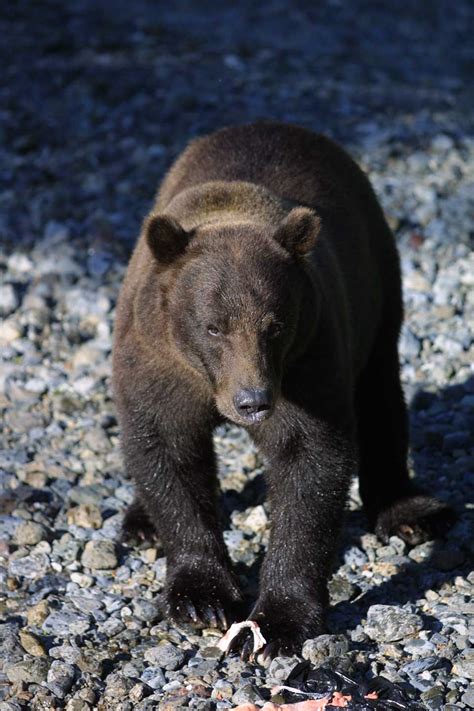 Sitka Alaska Wildlife Information — Sitka Alaska Outfitters