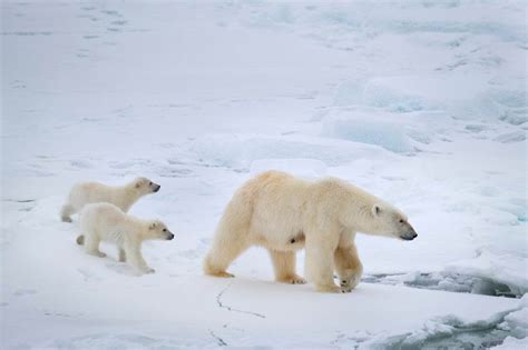 Disneynature Polar Bear Review
