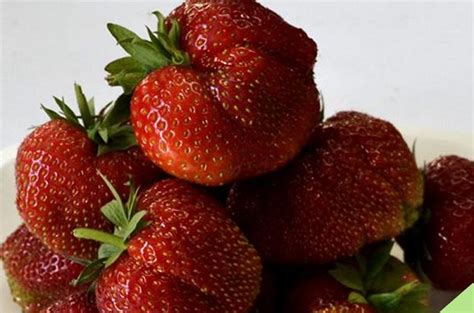 Клубника Флоренс: описание сорта, фото, отзывы садоводов