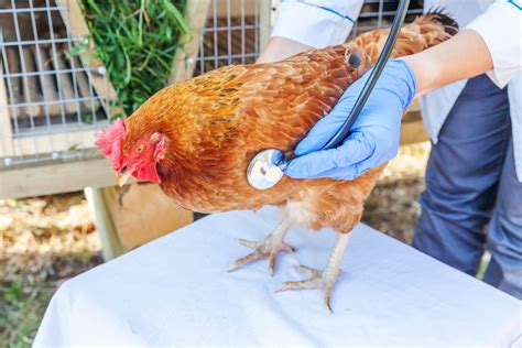 Common Chicken Diseases To Be Aware Of Know Your Chickens