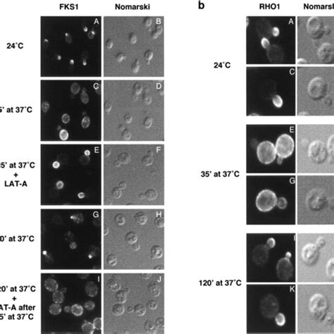 The Actin Cytoskeleton Is Required For De And Repolarization Of Glucan