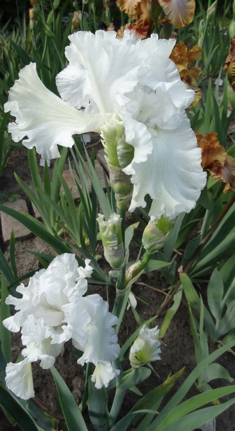 Сад радостей земных