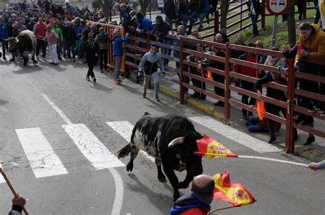 Vibrante último encierro del Carnaval de Ciudad Rodrigo con los toros