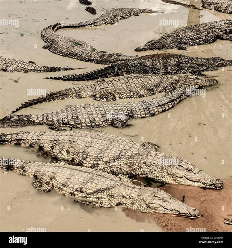 Limpopo River Crocodiles
