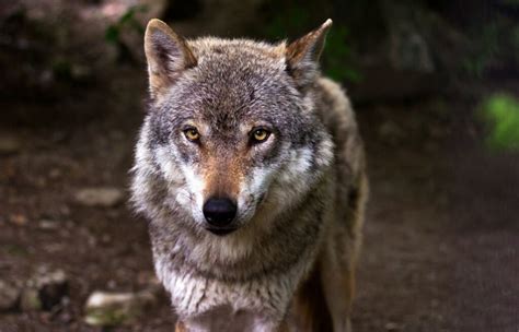 Zaskakuj Cy Atak Wilk W Na Psy Podczas Porannego Spaceru Olsztynski Pl