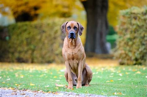 Rhodesian Ridgeback Dog Breed Facts and Personality Traits