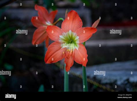 Close Up On Orange Hippeastrum Flower Hippeastrum Puniceum Taken