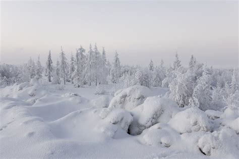 Winter Day Naked Trees And Pines Covered With White Snow On There Branches Walking On Nature