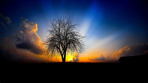 Wallpaper Sunlight Trees Sunset Night Nature Sunrise Evening