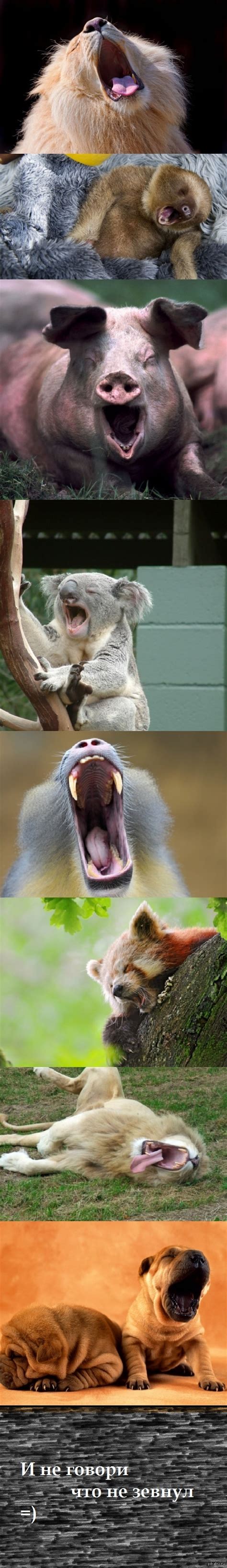 Зевнём? =) | Пикабу