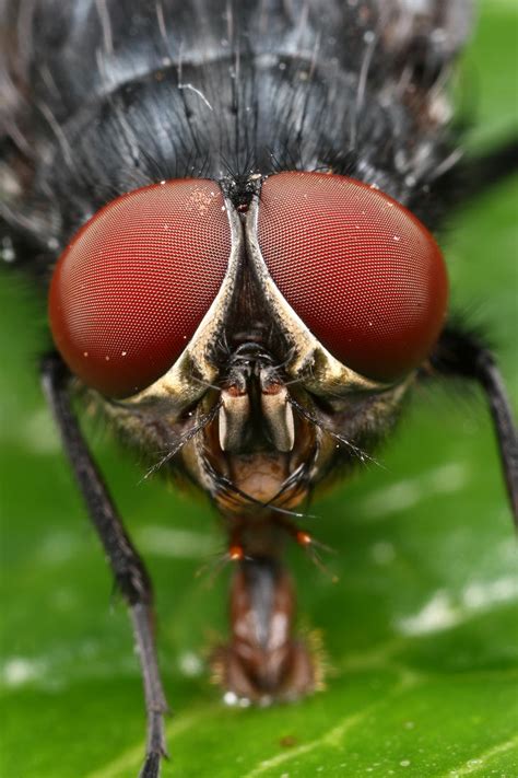 Bluebottle Fly 4 By Macrojunkie On Deviantart
