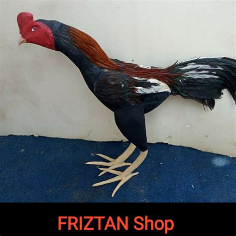 Gambar Hewan Ayam Jago