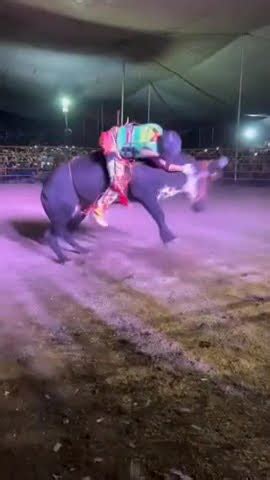 Ni O De Oro De Uruapan Vs Toro El Sadico De Los Destructores Jaripeo