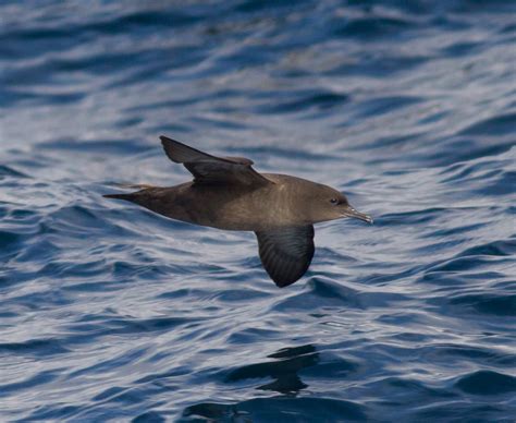 Pardela sombría - Aves Cantábricas