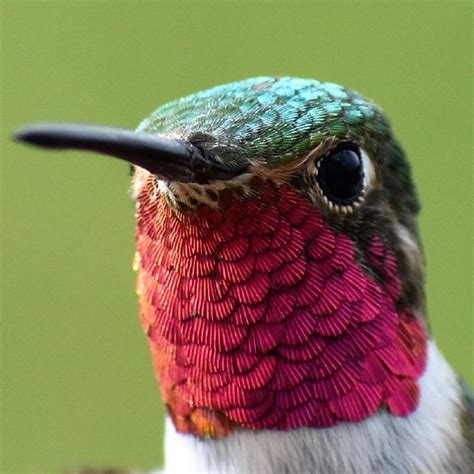 Solve Hummingbird Jigsaw Puzzle Online With Pieces