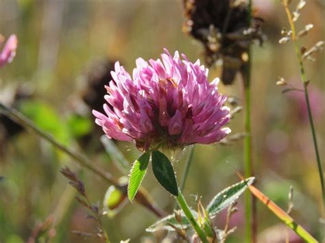 Red Clover Trifolium Pratense - Free photo on Pixabay - Pixabay
