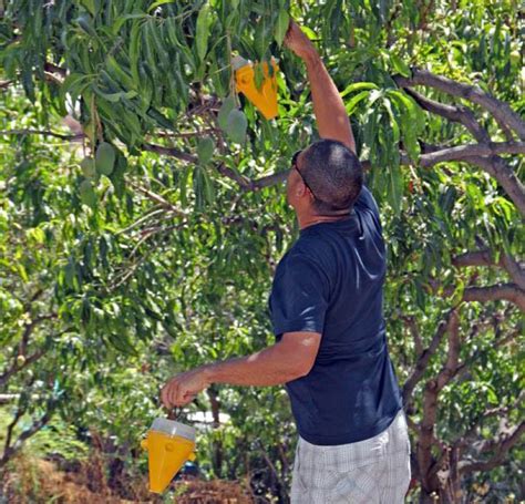 Agricultores De Mog N Se Benefician De La Campa A Contra La Mosca