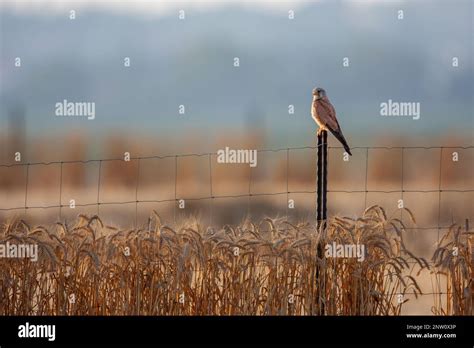 Adult Male Of Common Kestrel Falco Tinnunculus Stock Photo Alamy