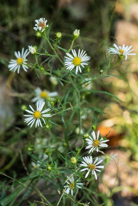 Symphyotrichum Pilosum Hairy White Oldfield Aster Flickr