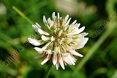 Weiß Klee Bild bestellen Naturbilder kaufen ab 25 75 bei Wildlife Media