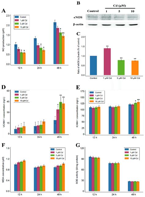 Effects Of Cd On No Production A Enos Expression Bc Vcam 1 And Download Scientific