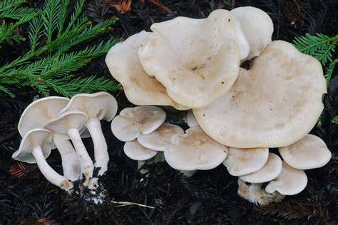 Lepista Mushroom Species The Santa Cruz Mycoflora Project