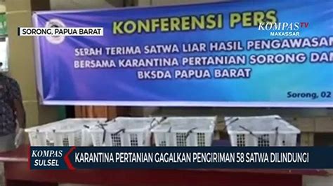 Karantina Pertanian Gagalkan Pengiriman Satwa Dilindungi Video