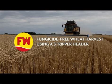 Harvest 2022 Fungicide Free Wheat Harvest Using A Stripper Header