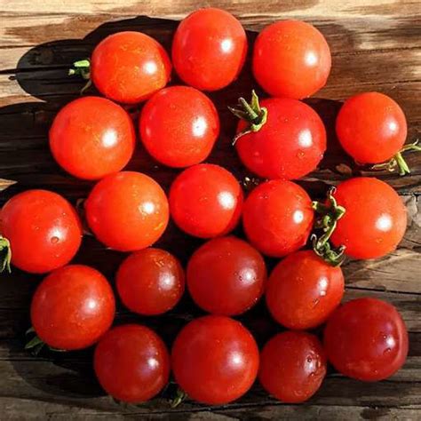 Topless Micro Dwarf Tomato Meraki Seeds