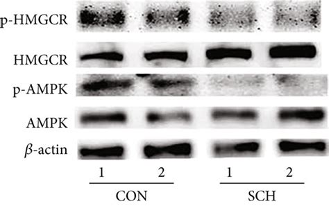 The Phosphorylation Of HMGCR And AMPK Decreased In SCH Mice A The