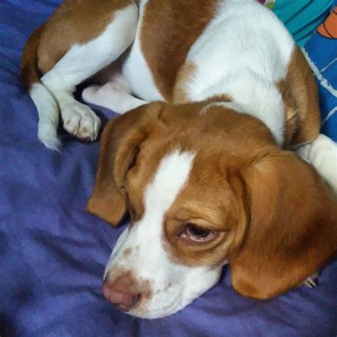 beagle pitbull mix breed information  pictures