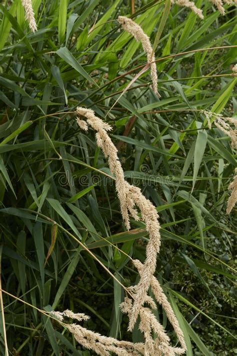 Phalaris Arundinacea Close Up Stock Image Image Of Phytoremediation