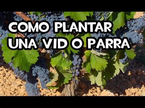 Cómo plantar una parra AL DETALLE