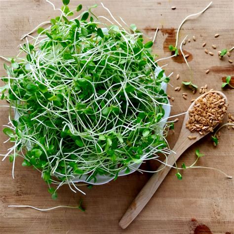 How To Grow Sprouts And Microgreens Lovingly Plantbased