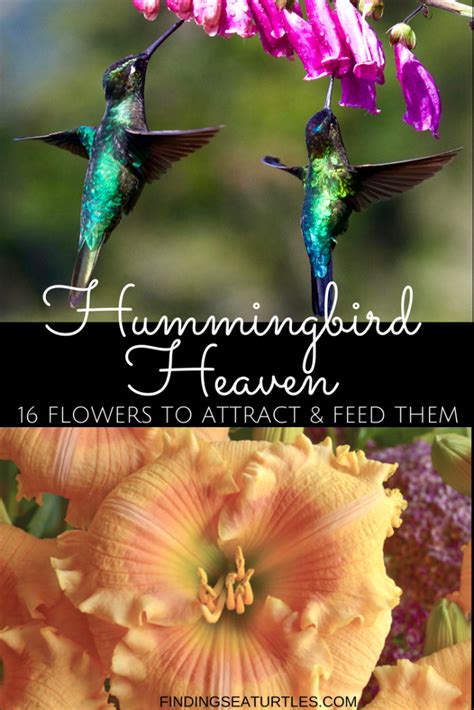 16 Perennials That Attract Hummingbirds To Your Garden Flowers That Attract Hummingbirds