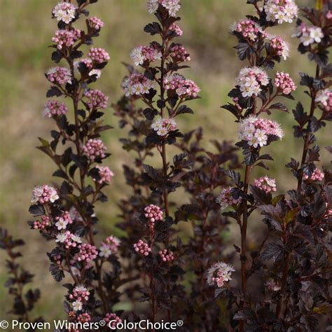 Ninebark | Tiny Wine® | Proven Winners® Shrubs – Proven Winners Direct™