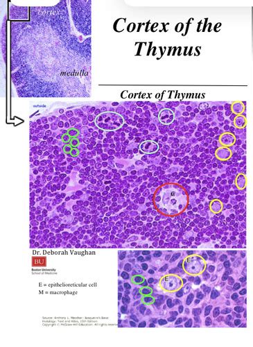 Lecture 4 Organs Of The Immune System Flashcards Quizlet