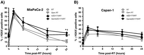 The Effects Of Azd On Dna Damage Signaling In Response To