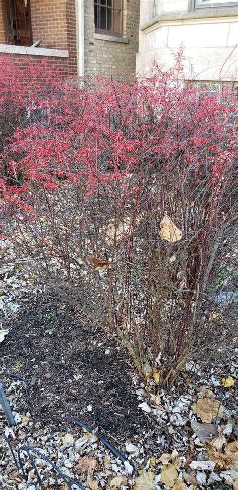 Barberry | Garden plants, Plants, Garden