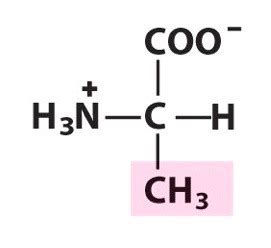 20 Naturally Occurring Amino Acids Flashcards Quizlet