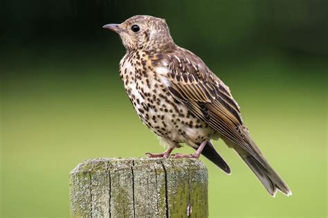 Молодой дрозд (36 фото) - красивые фото и картинки pofoto.club