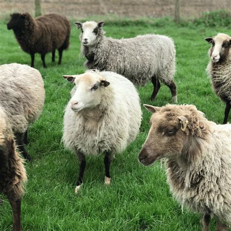 Spinning Fibre Australia Shetland Fibre Tops Natural Fibre Arts